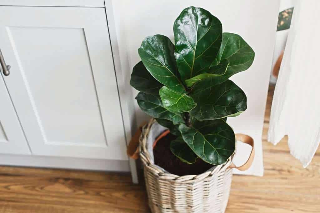 How to Professionally Move Big and Small Plants 8 Move big and small plants