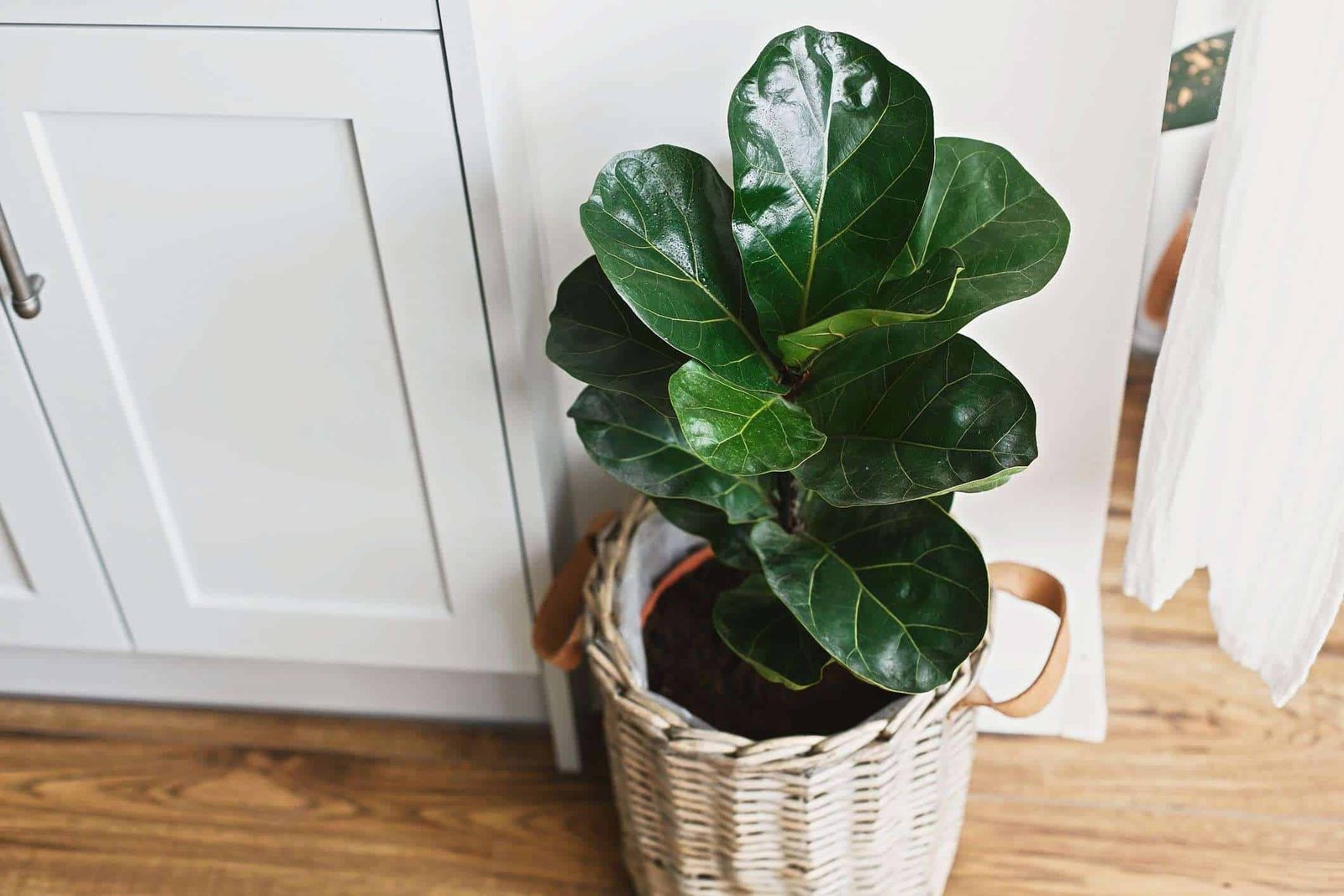 Move big and small plants