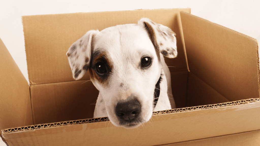 Tips on Moving with Seniors Children and Pets 3 pets moving company near me